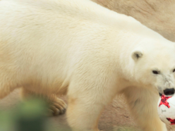 Russia to defeat Portugal - Nika the psychic polar bear predicts the Confederations Cup